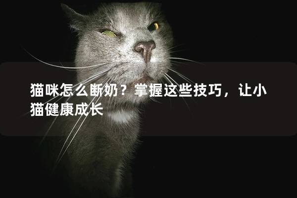 貓咪怎么斷奶？掌握這些技巧，讓小貓健康成長(zhǎng)